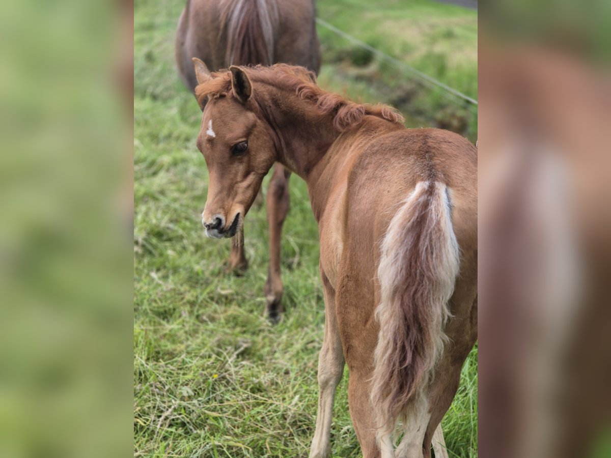 Straight Egyptian Stallion Foal (03/2024) 14,2 hh Chestnut in Engelschoff