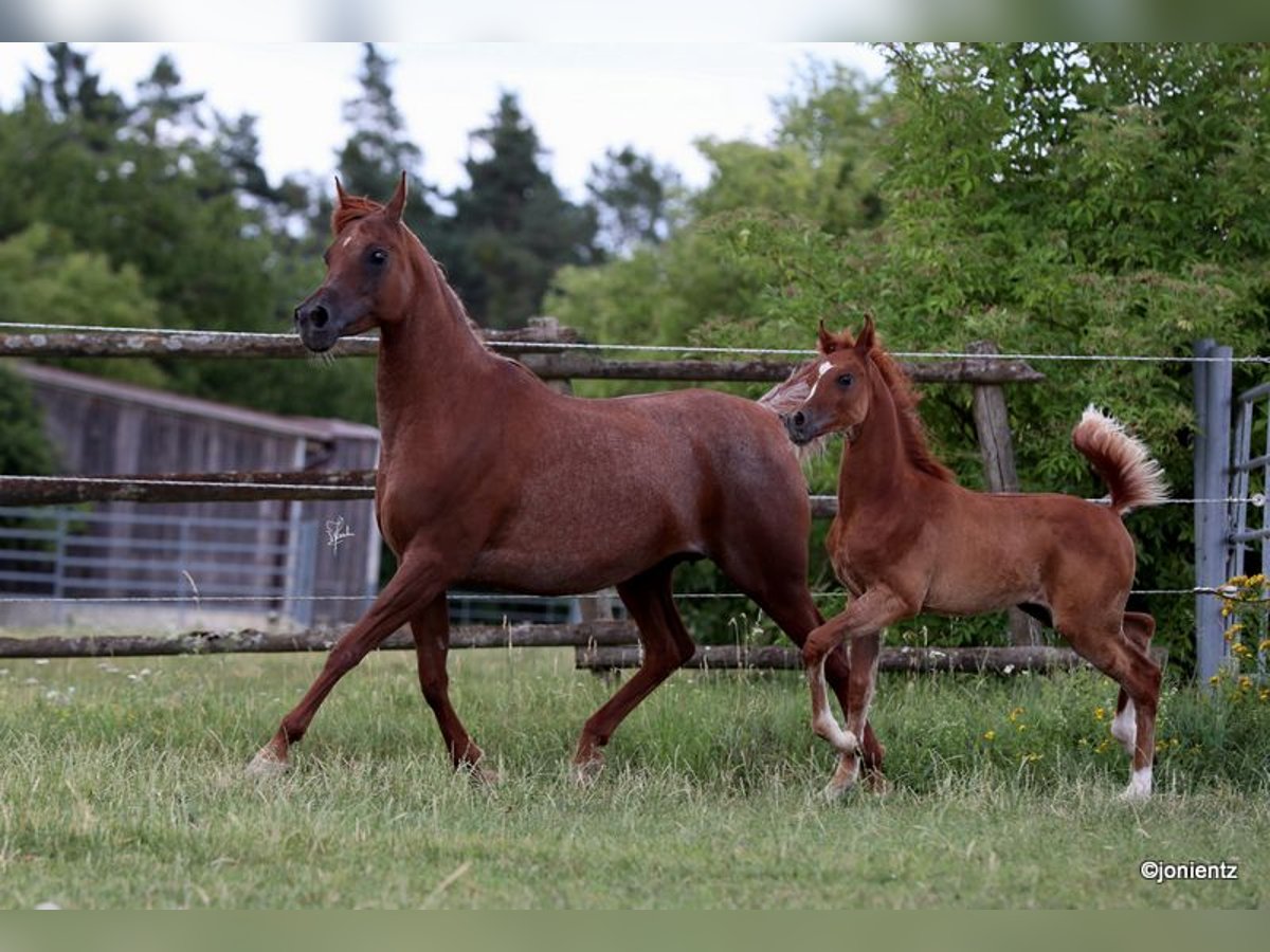 Straight Egyptian Stallion Foal (04/2025) 14,3 hh Chestnut-Red in Burglengenfeld