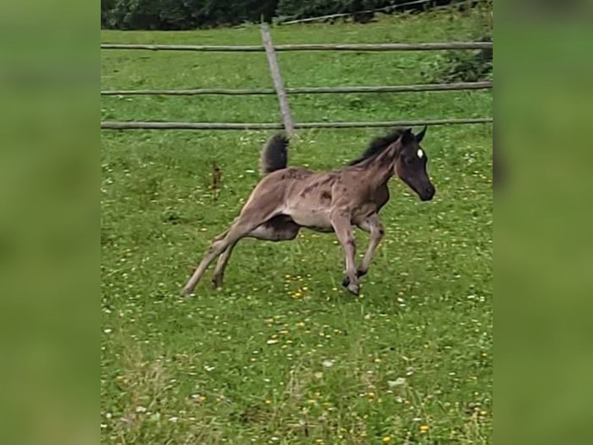 Straight Egyptian Stallion Foal (03/2025) Black in Stallhofen