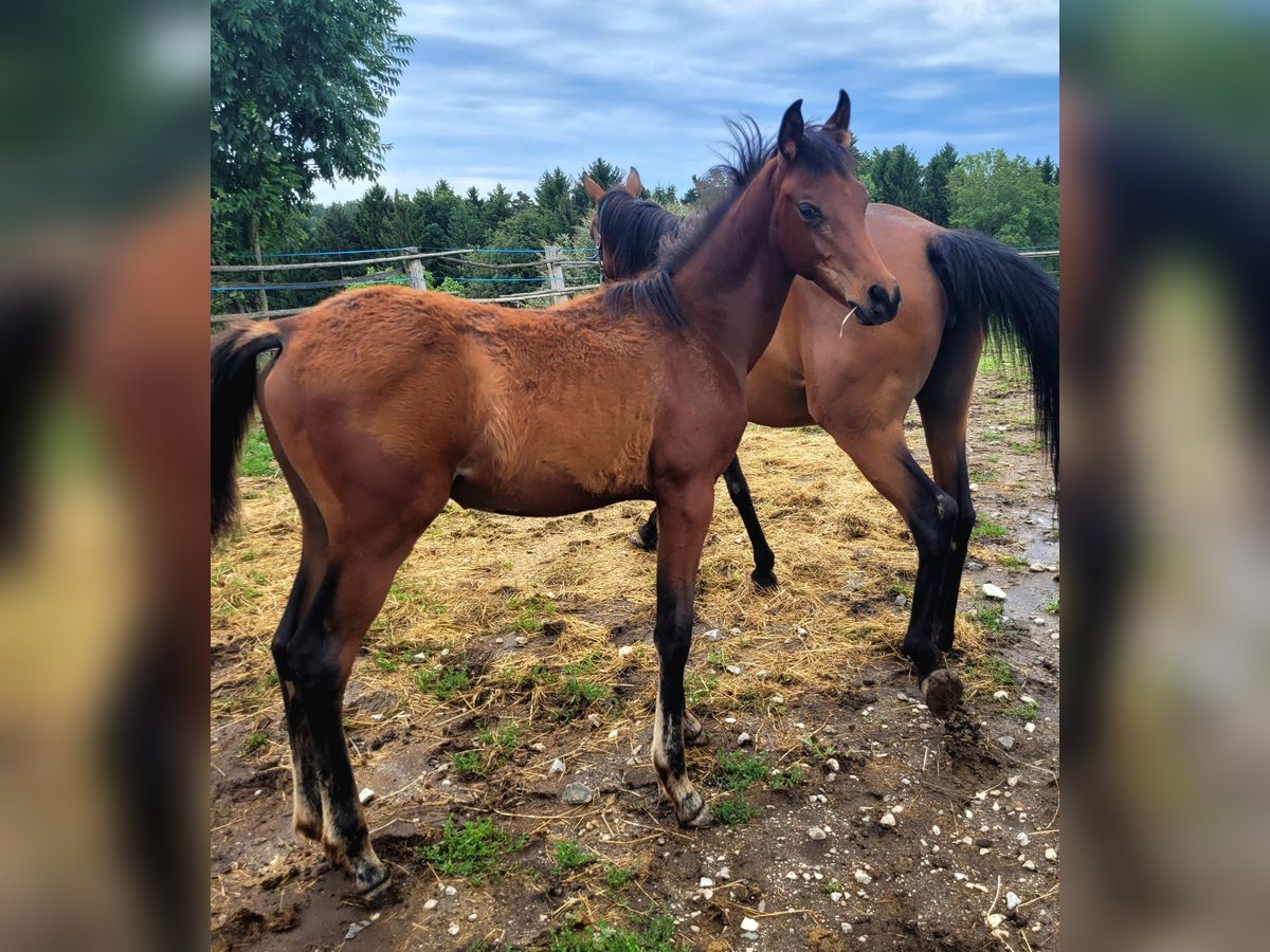 Straight Egyptian Stallion Foal (03/2025) Brown in Stallhofen