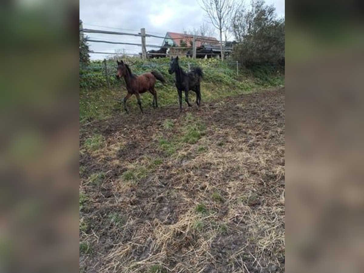 Straight Egyptian Stallion Foal (03/2025) Brown in Stallhofen