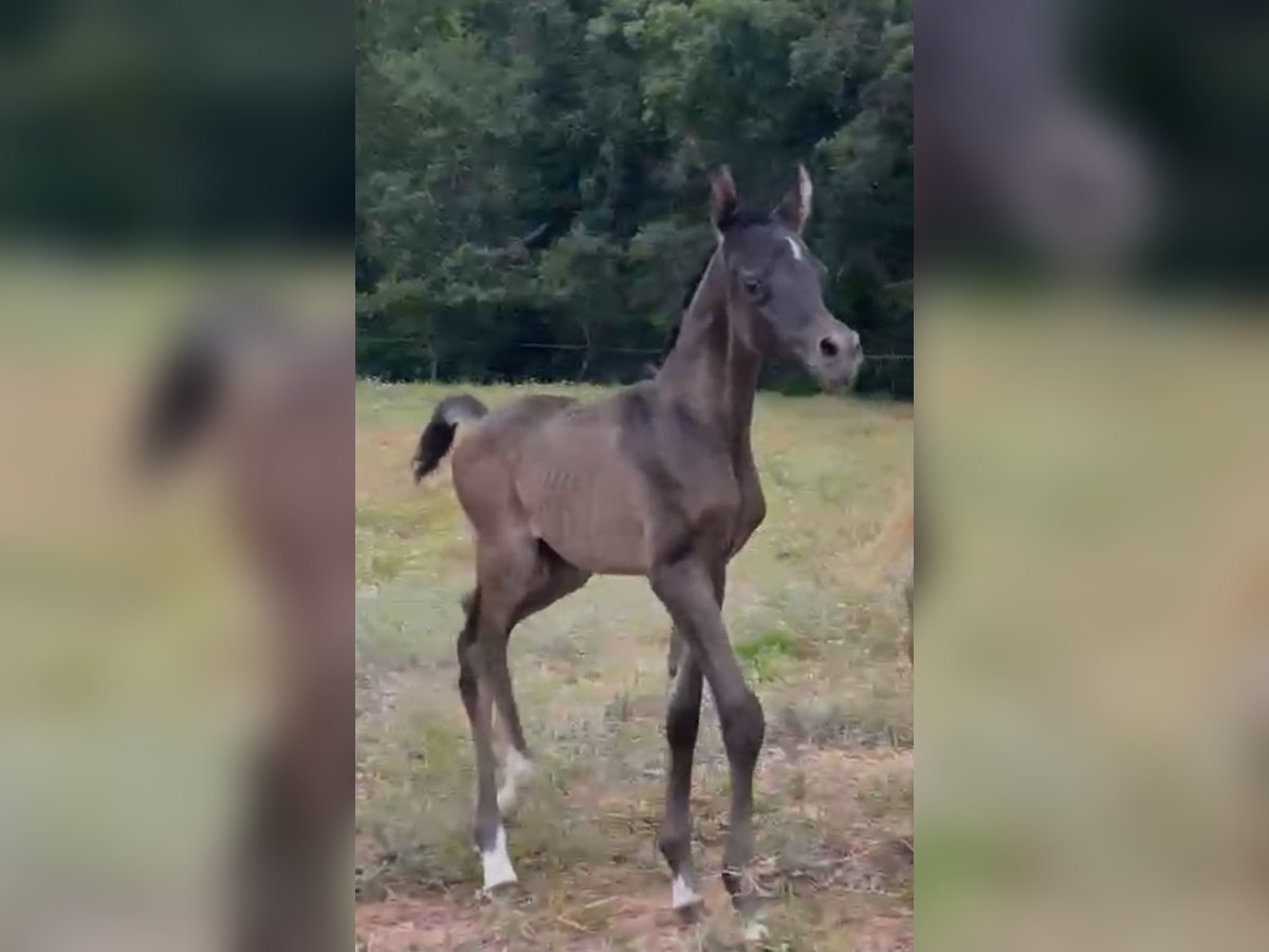 Straight Egyptian Stallion  Gray in Sevilla