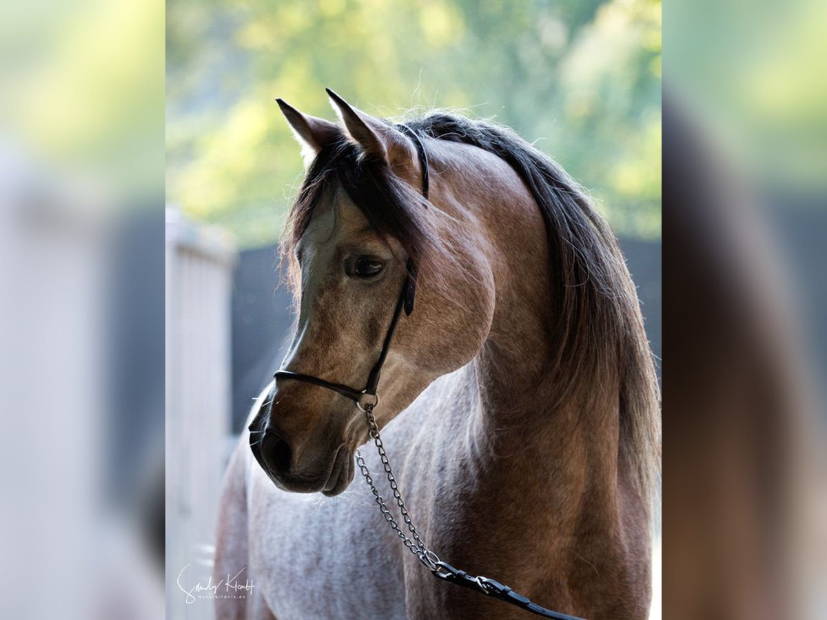 Straight Egyptian Stallion Grey in BlankenhainNiedersynderstedt