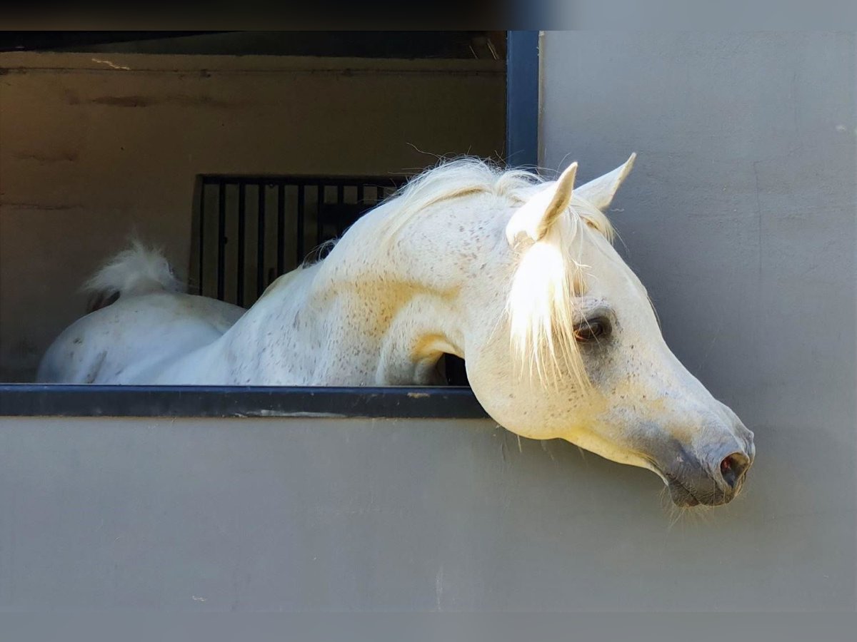 Straight Egyptian Stallion Grey-Fleabitten in WillebringenBoutersem