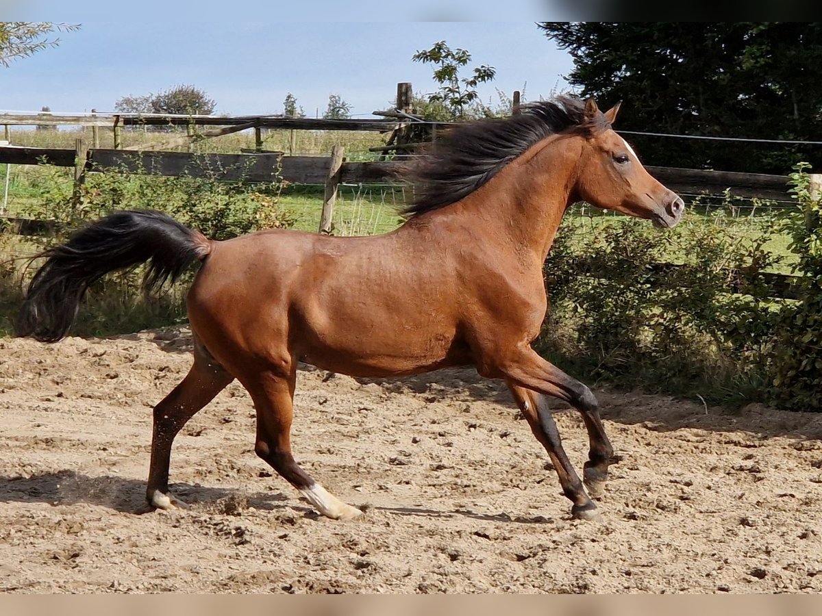 Straight Egyptian Sto 17 år 161 cm Brun in Boutersem