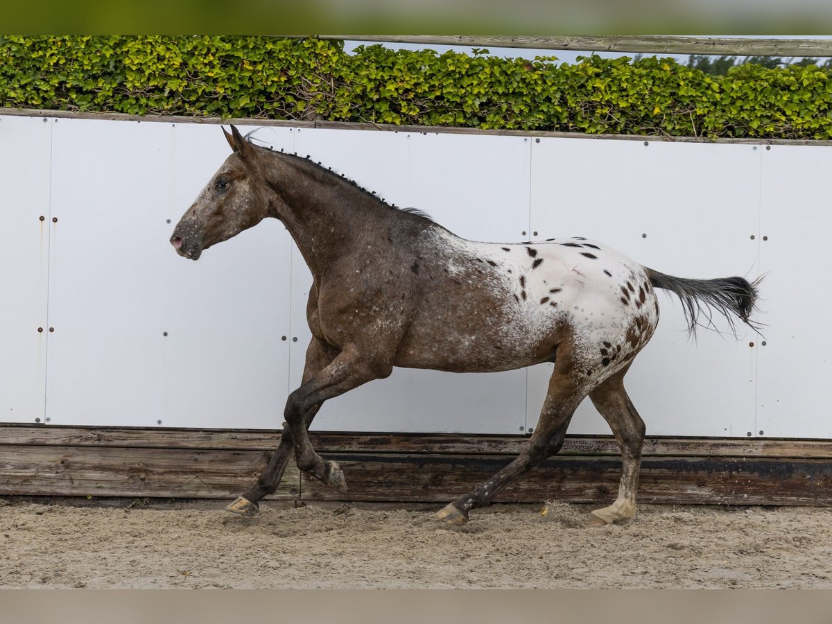 Studbook angloeuropeo Castrone 3 Anni 158 cm Leopard in Waddinxveen