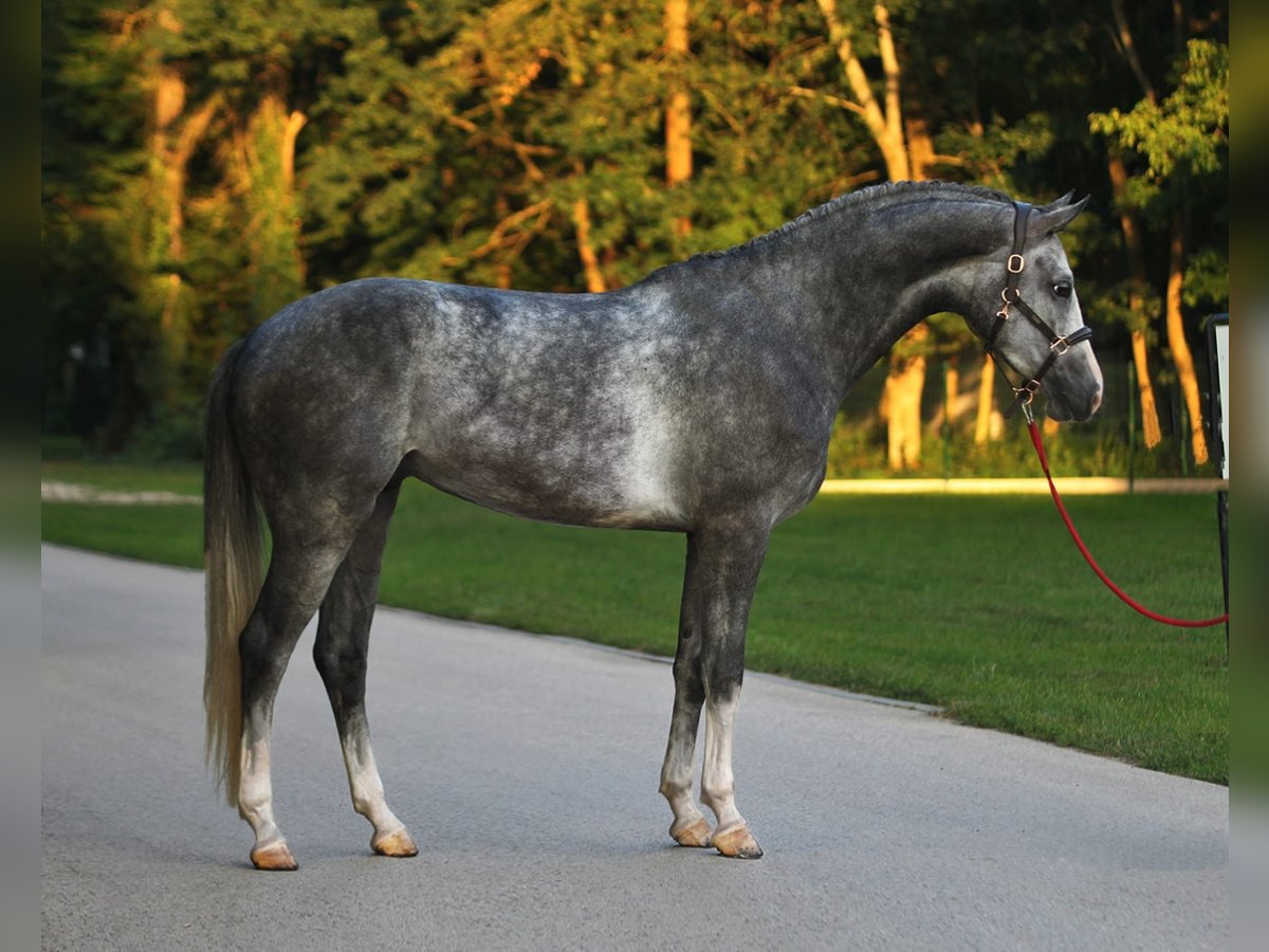 Studbook angloeuropeo Castrone 4 Anni 172 cm Grigio in Deil