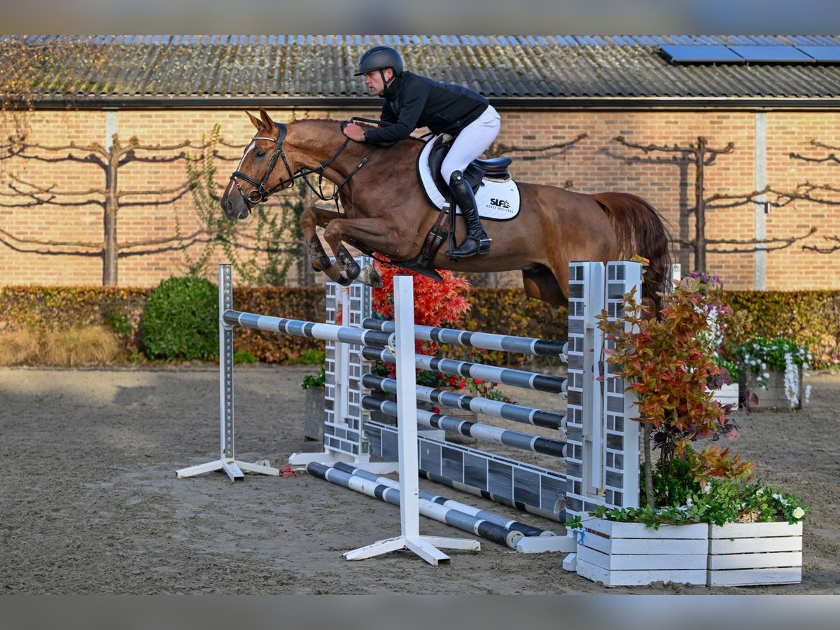 Studbook angloeuropeo Castrone 5 Anni 168 cm Sauro in Bladel