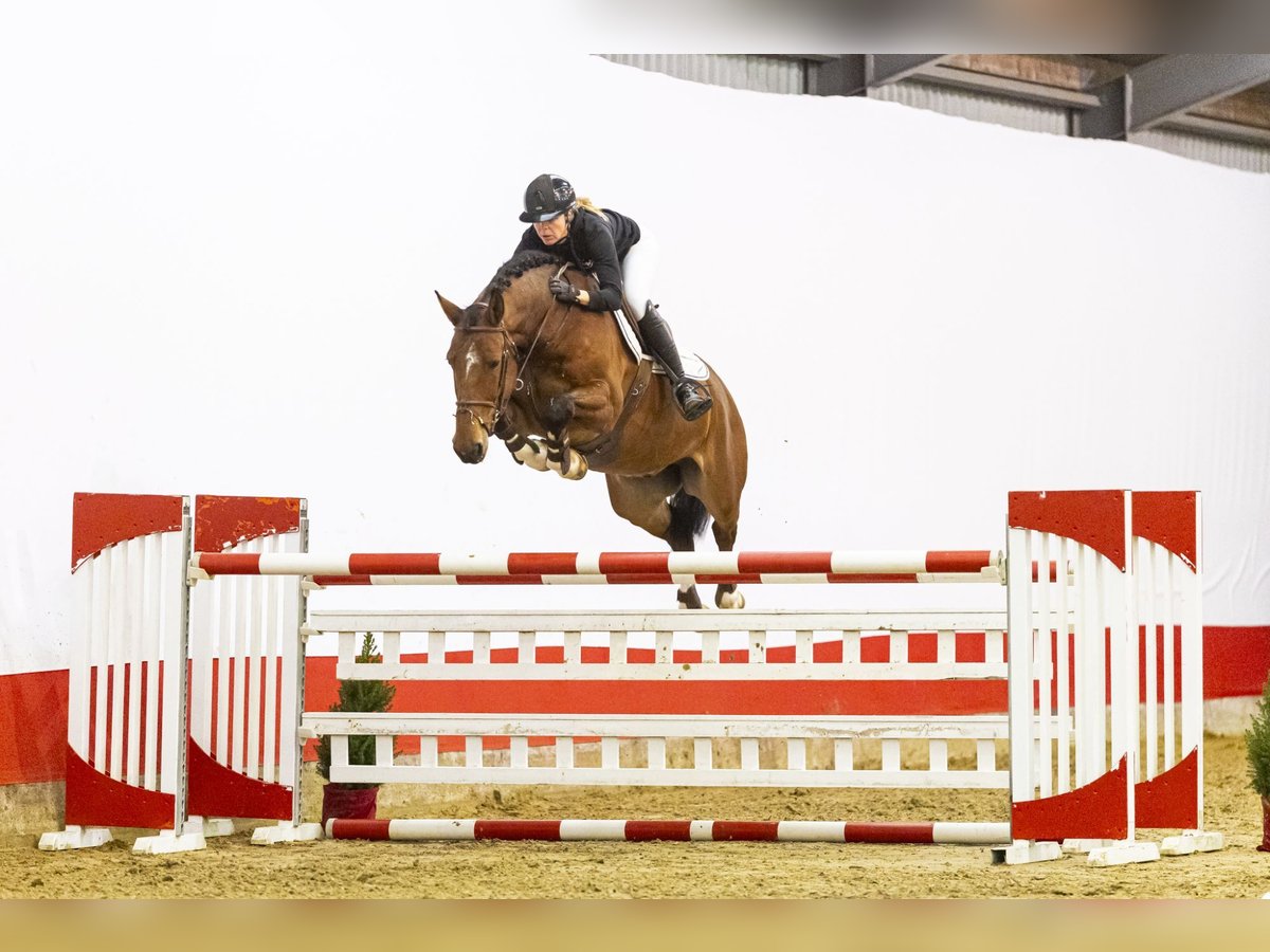 Studbook angloeuropeo Castrone 7 Anni 162 cm Baio in Waddinxveen