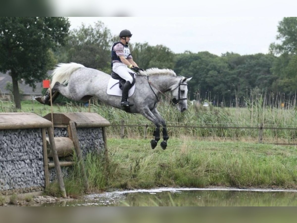 Studbook angloeuropeo Giumenta 22 Anni 160 cm Grigio in Kaarst