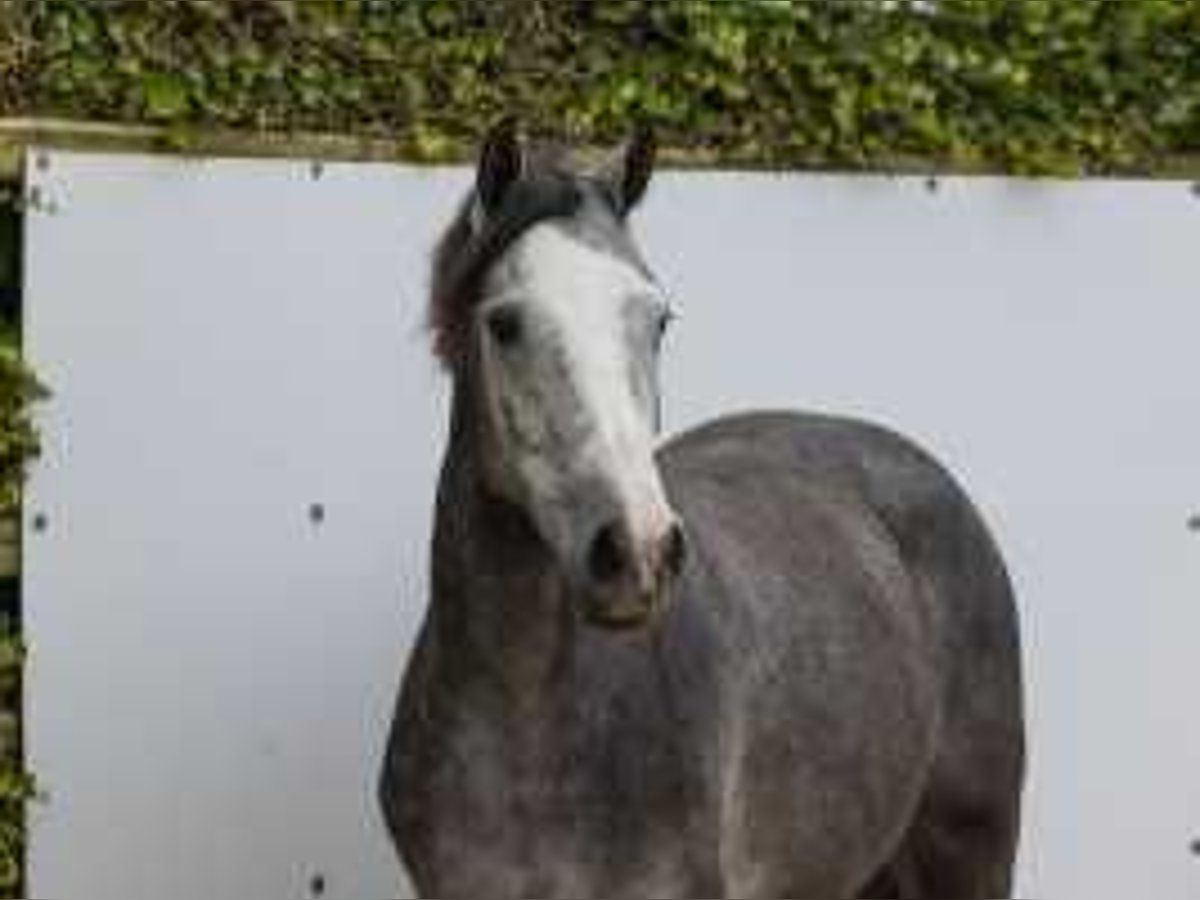 Studbook angloeuropeo Giumenta 2 Anni 158 cm Grigio in Waddinxveen