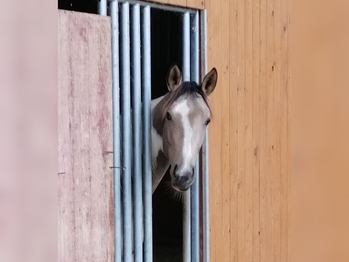 Studbook angloeuropeo Giumenta 2 Anni 160 cm Pelle di daino in Weilerswist