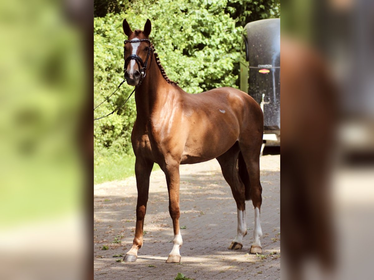 Studbook angloeuropeo Giumenta 4 Anni 162 cm Sauro in Löningen