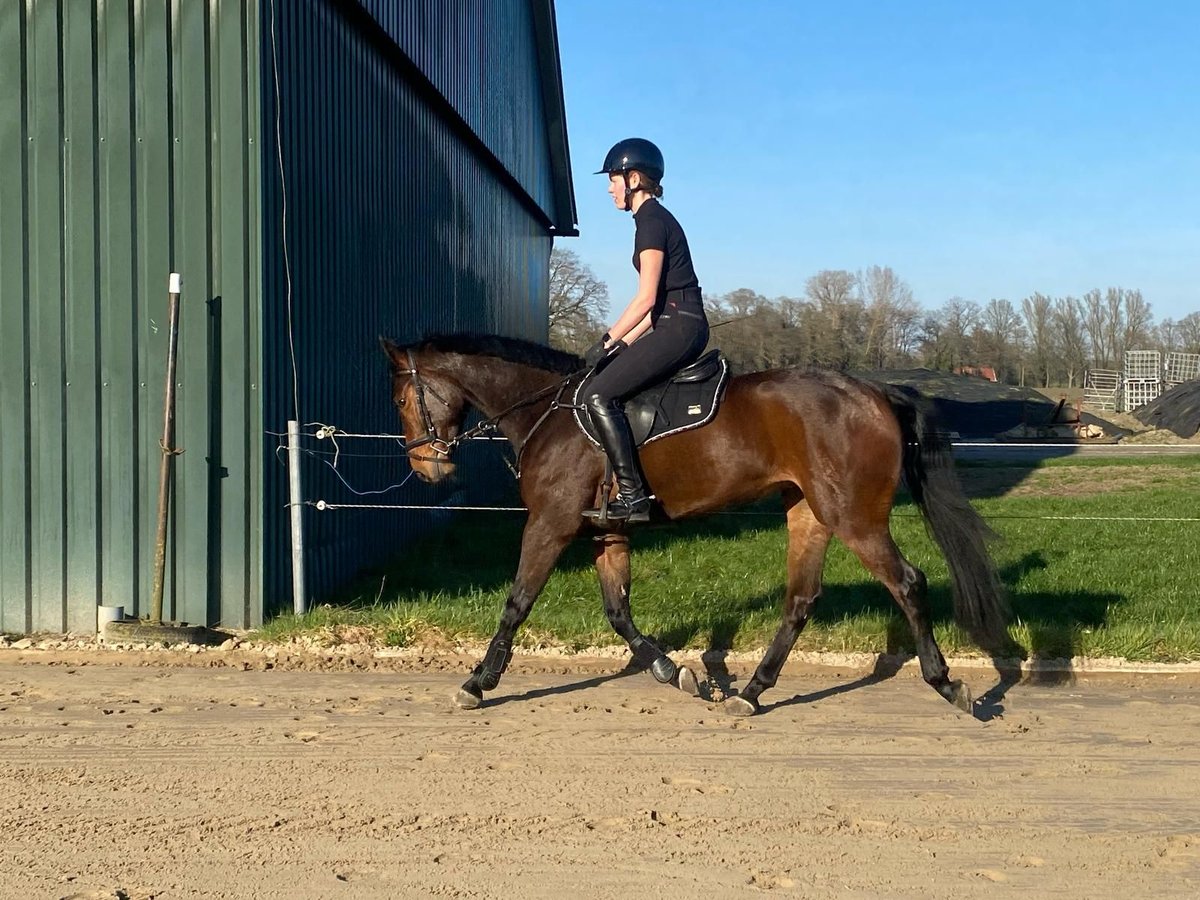 Studbook angloeuropeo Giumenta 5 Anni 160 cm Baio scuro in Denekamp