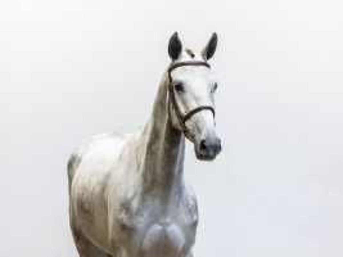 Studbook angloeuropeo Giumenta 6 Anni 172 cm Grigio in Waddinxveen