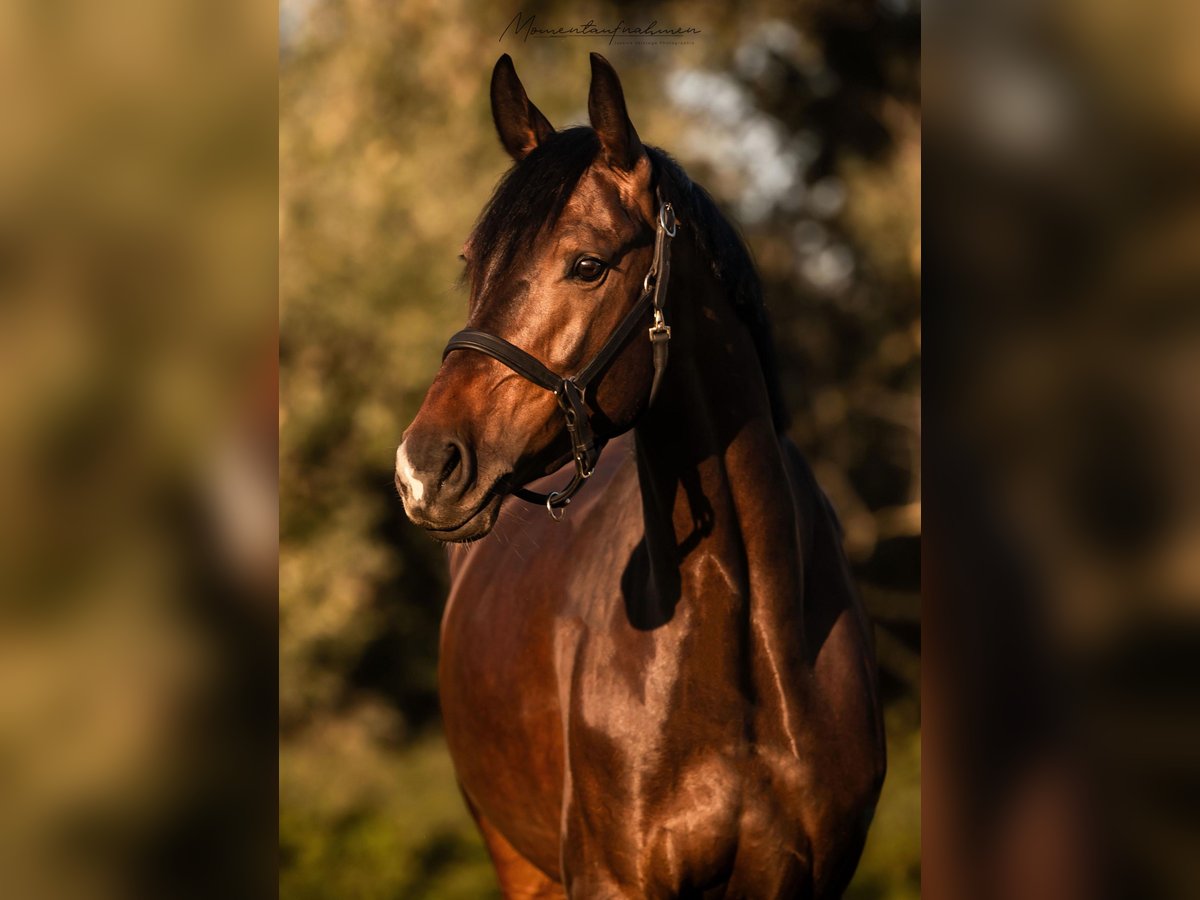 Studbook angloeuropeo Giumenta 7 Anni 163 cm Baio scuro in Darmstadt