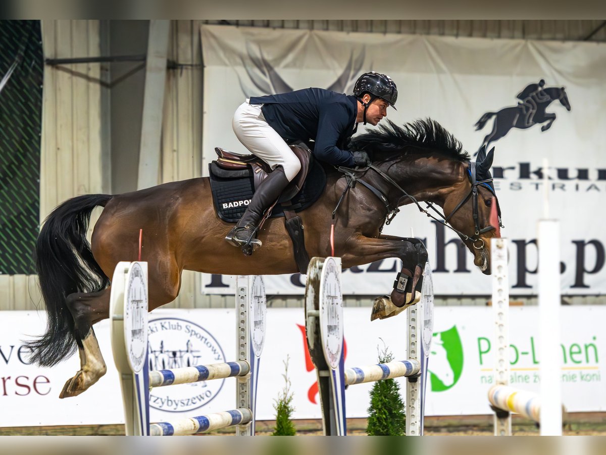 Studbook angloeuropeo Giumenta 7 Anni 170 cm Baio ciliegia in Wiercany