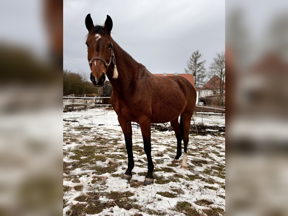 Studbook angloeuropeo Giumenta 8 Anni 160 cm Baio in Stadtlauringen