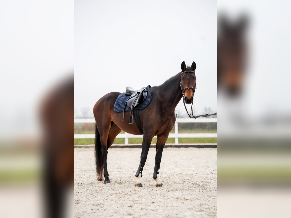 Studbook angloeuropeo Giumenta 8 Anni 160 cm Baio scuro in Szynkielów