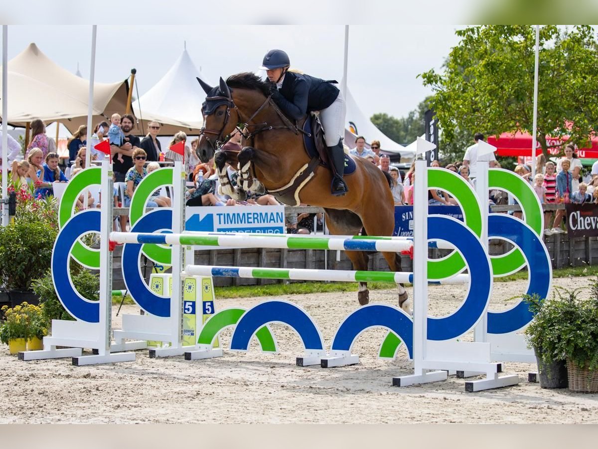 Studbook angloeuropeo Giumenta 8 Anni 165 cm Baio in Bucuresti