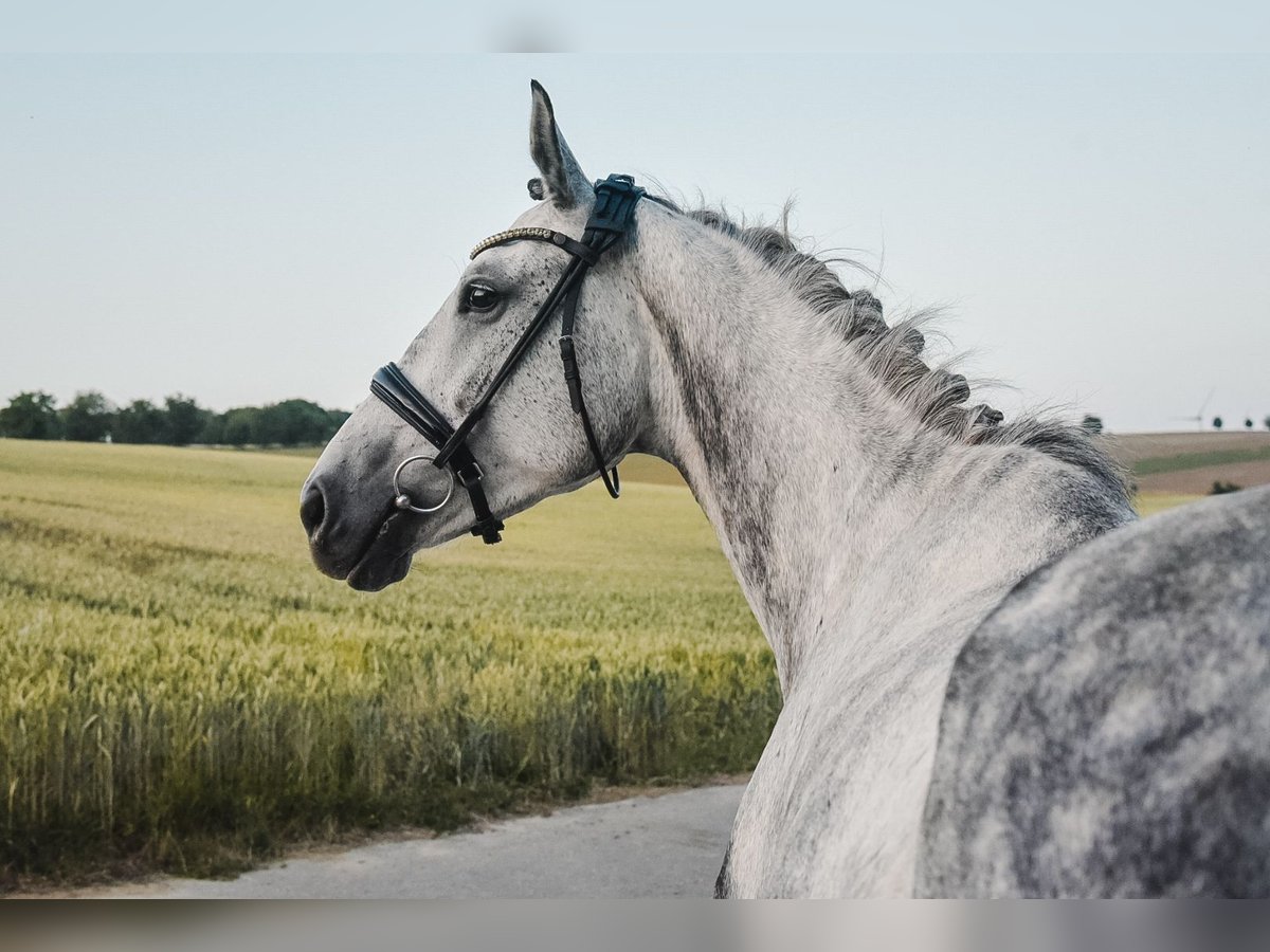 Studbook angloeuropeo Giumenta 8 Anni 165 cm Grigio in Sulzbach an der Murr