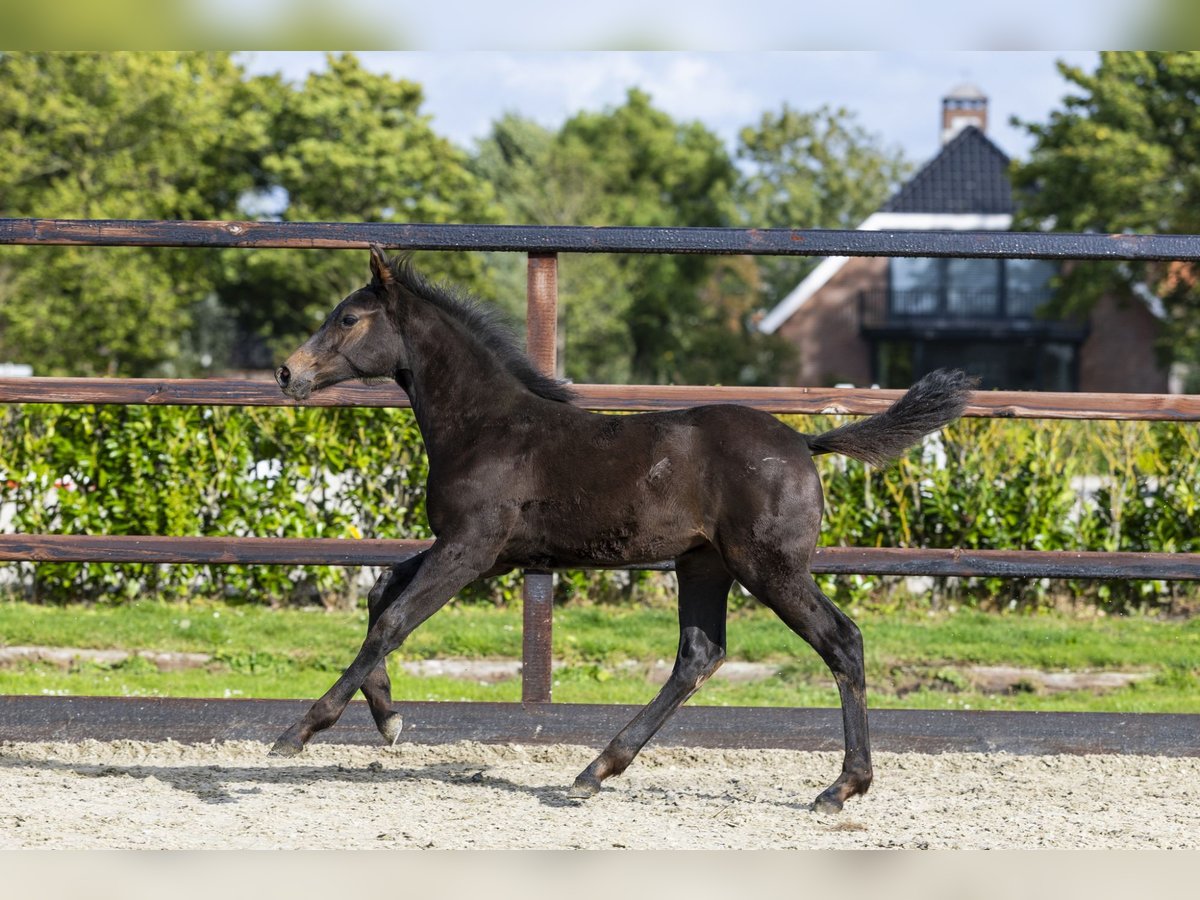 Studbook angloeuropeo Giumenta Puledri (06/2025) Baio in Waddinxveen