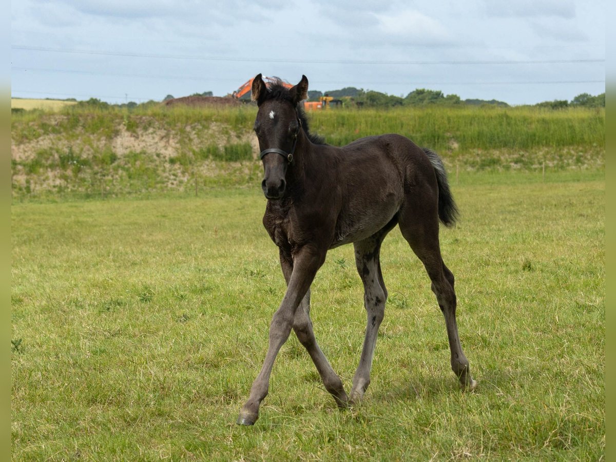 Studbook angloeuropeo Giumenta Puledri (05/2024) Baio scuro in Devon