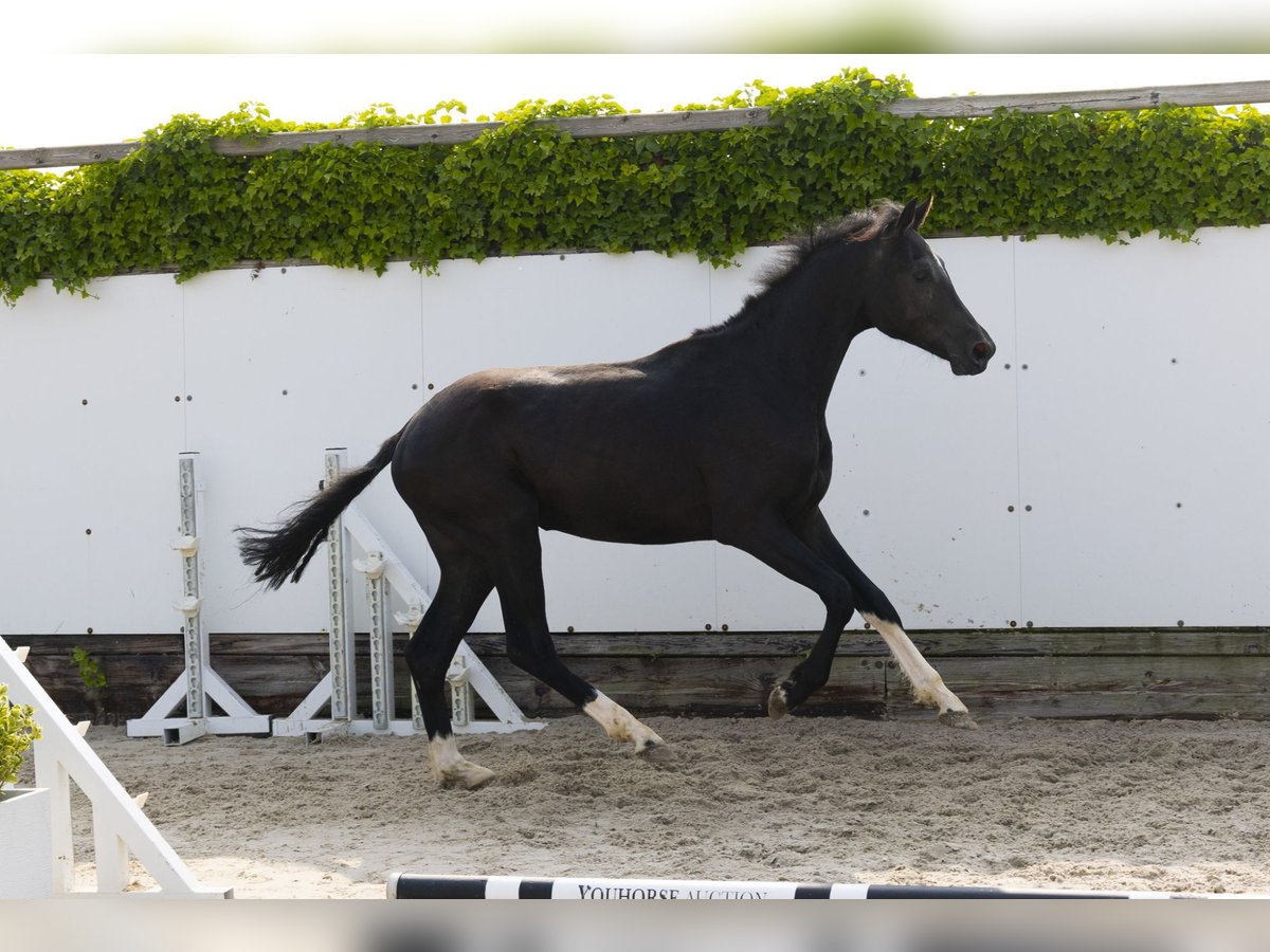 Studbook angloeuropeo Stallone 2 Anni 157 cm Morello in Waddinxveen