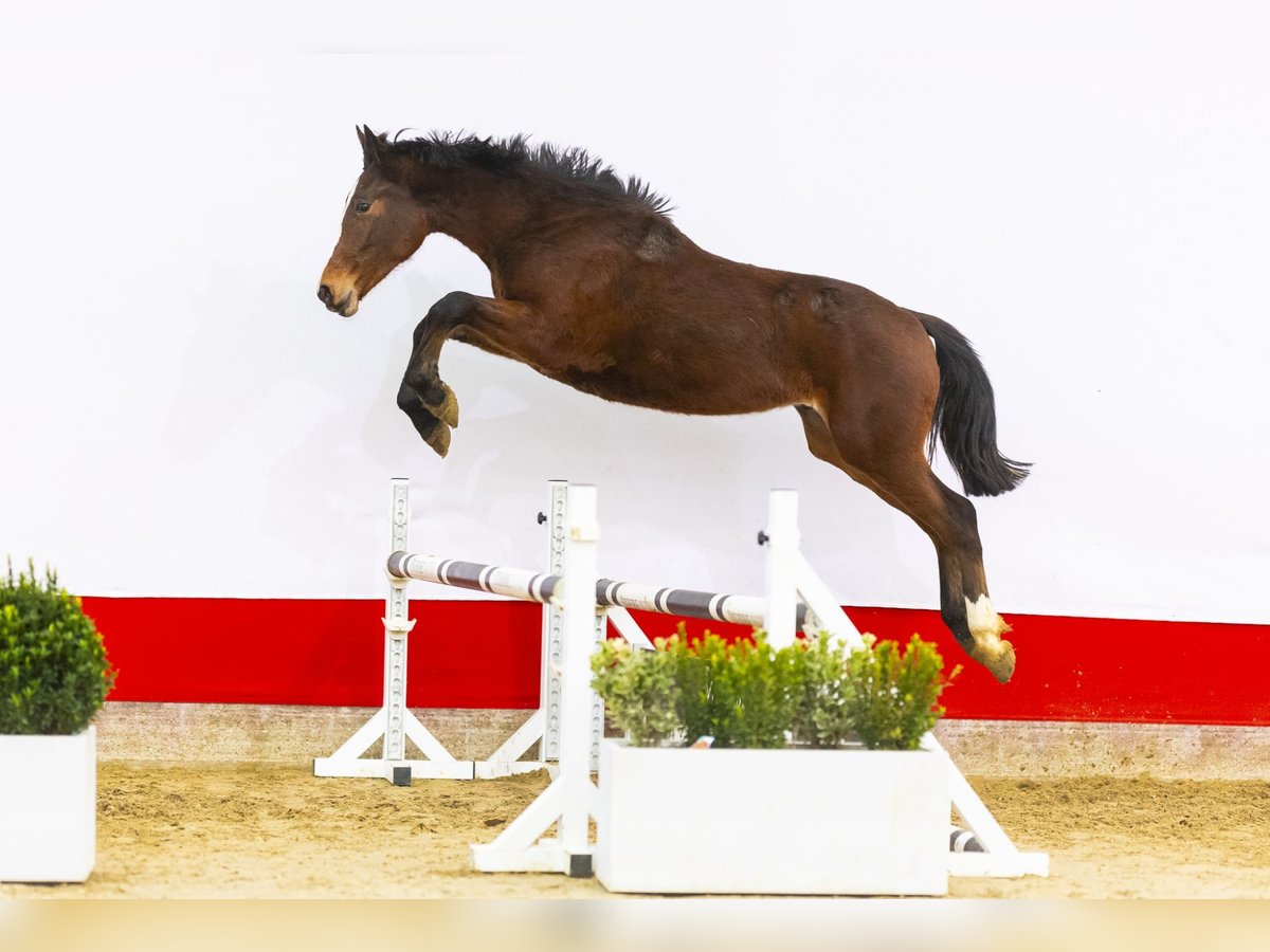 Studbook angloeuropeo Stallone 2 Anni 159 cm Baio in Waddinxveen