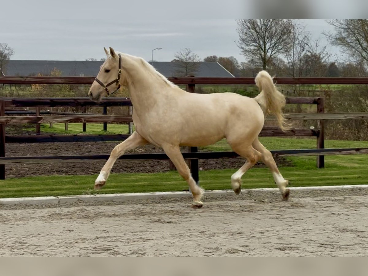 Studbook angloeuropeo Stallone 2 Anni 162 cm Palomino in Zieuwent