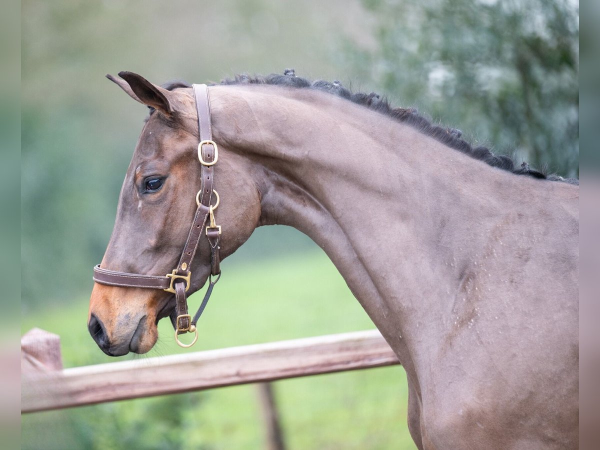 Studbook angloeuropeo Stallone 3 Anni 160 cm in GROTE-BROGEL