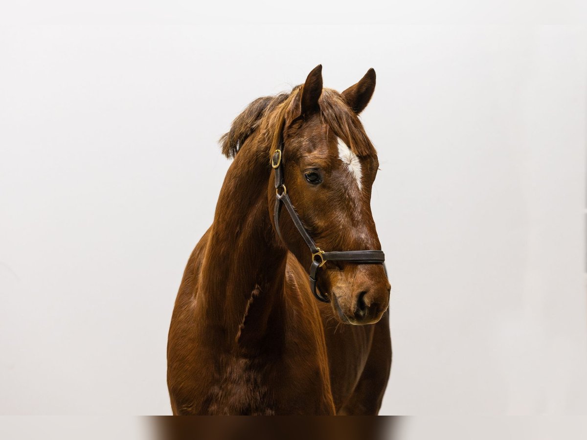 Studbook angloeuropeo Stallone 3 Anni 161 cm Sauro scuro in Waddinxveen