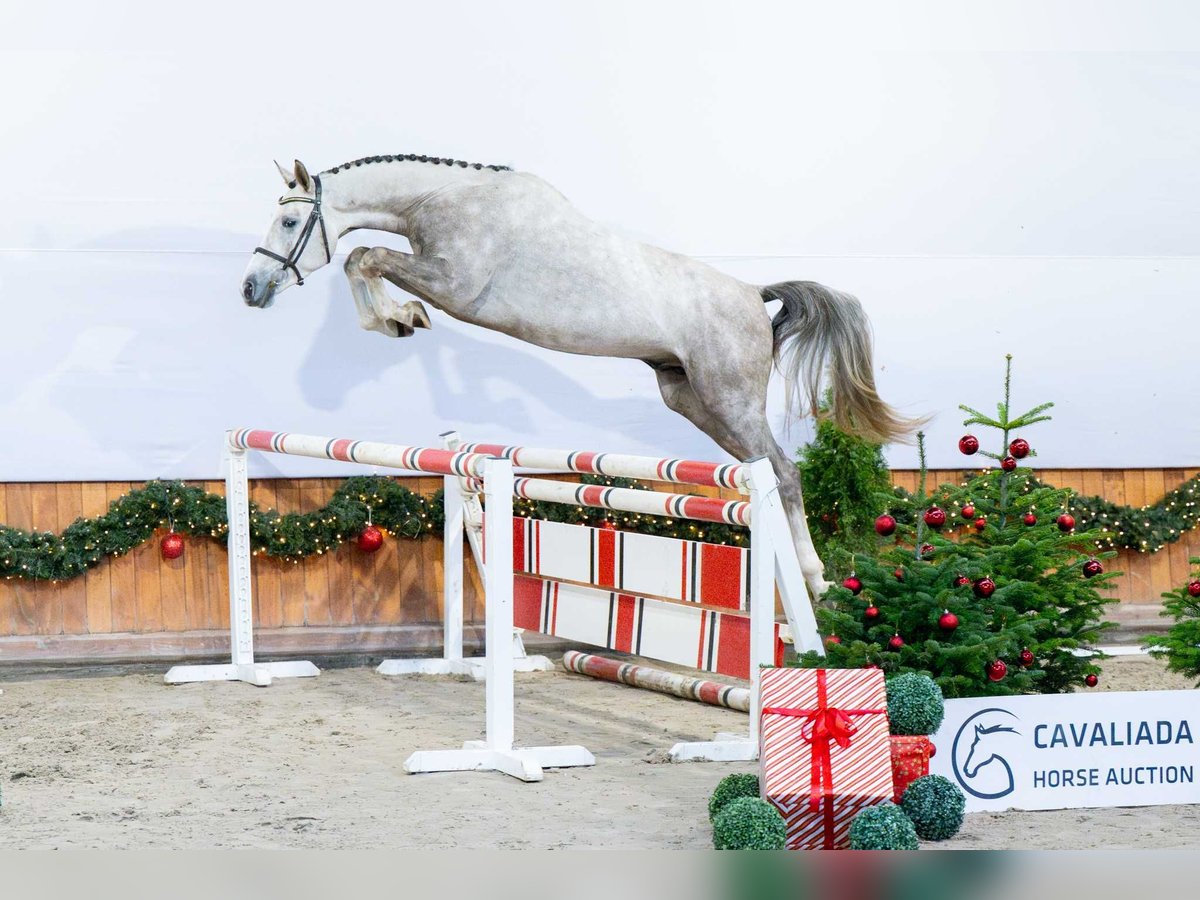 Studbook angloeuropeo Stallone 3 Anni Grigio in Pozna&#x144;