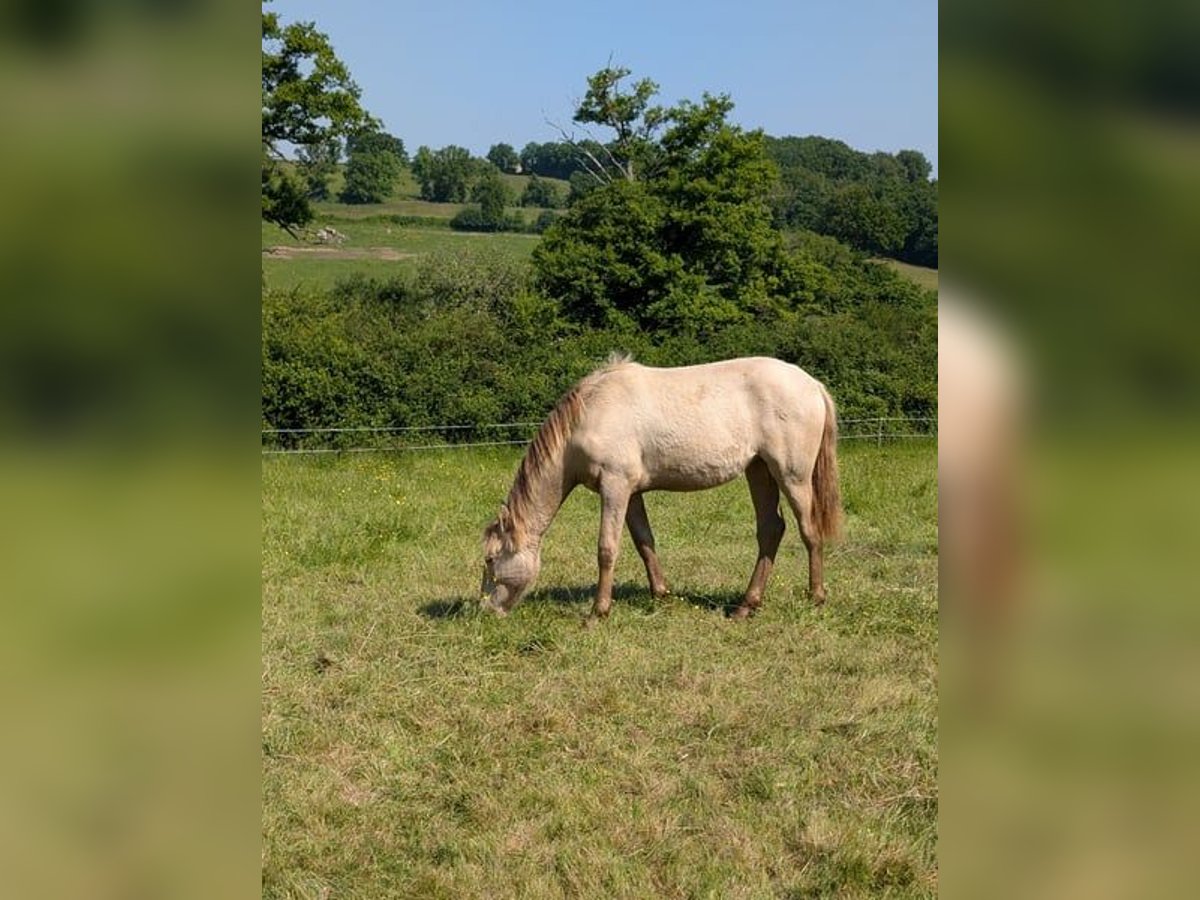 Studbook angloeuropeo Stallone 5 Anni 180 cm Overo-tutti i colori in Cherasco Studbook angloeuropeo Stallone 5 Anni 180 cm Overo-tutti i colori in Cherasco