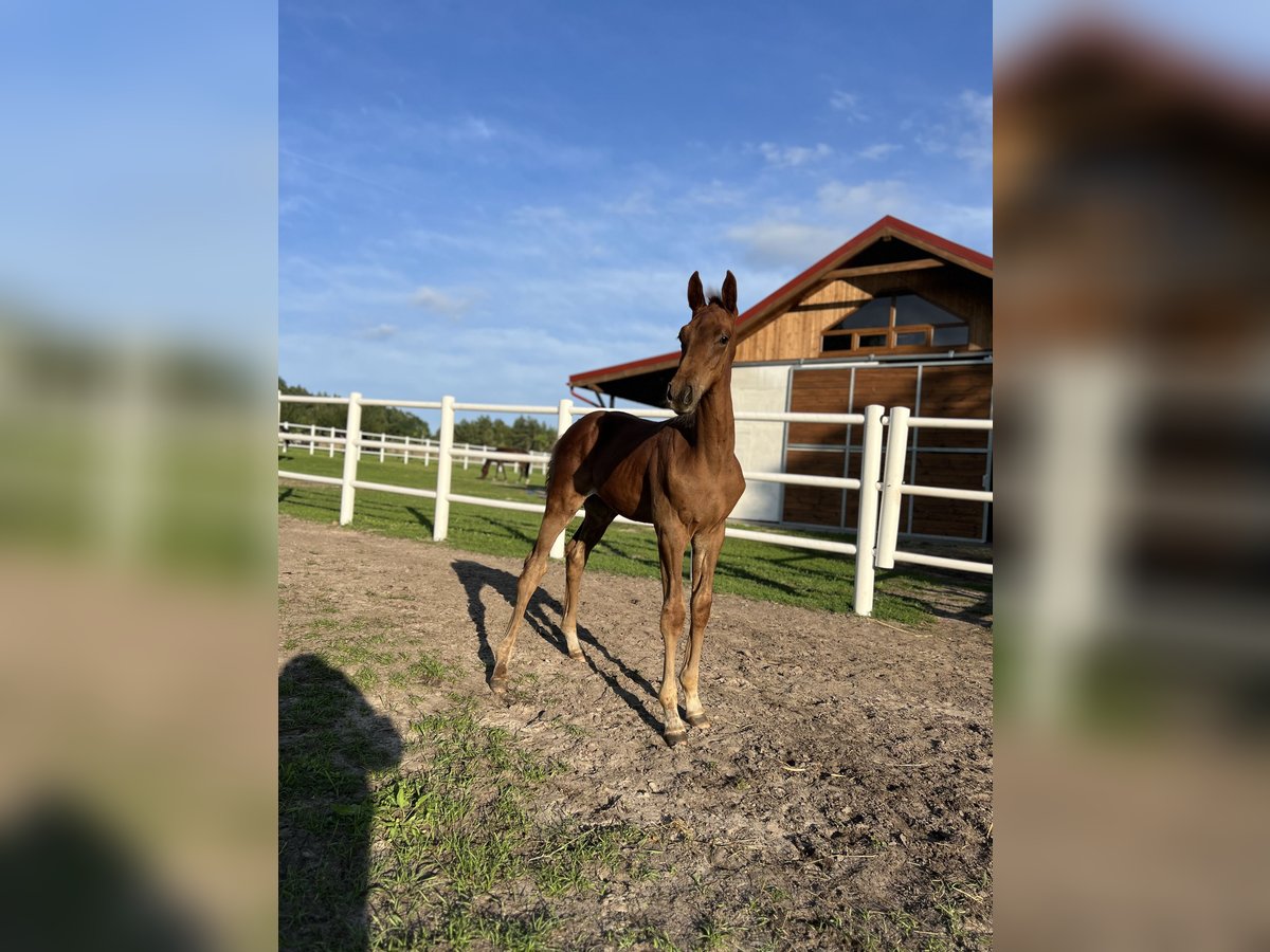 Studbook angloeuropeo Stallone Puledri (05/2025) 165 cm Sauro in Dolsk