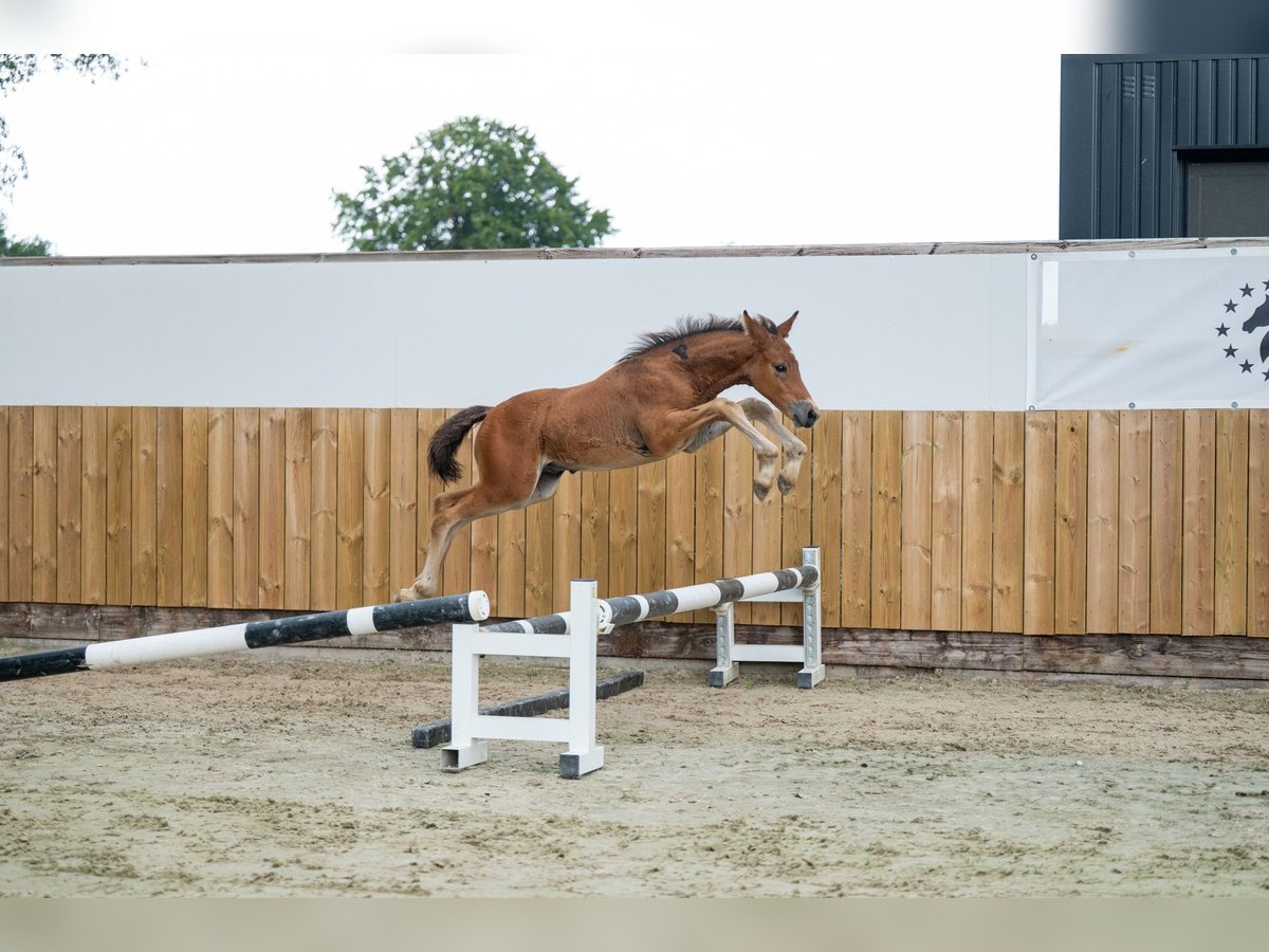 Studbook angloeuropeo Stallone Puledri (05/2025) Baio in GROTE-BROGEL