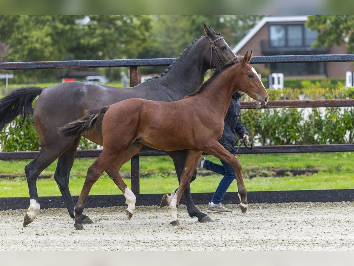 Studbook angloeuropeo Stallone Puledri (04/2025) Baio in Waddinxveen