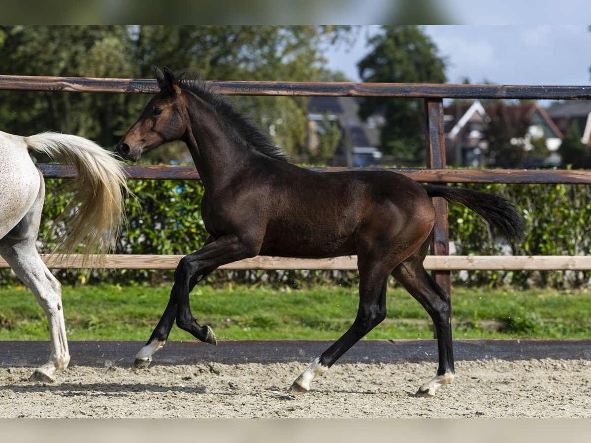 Studbook angloeuropeo Stallone Puledri (05/2025) Baio in Waddinxveen