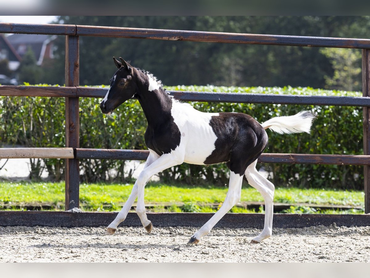 Studbook angloeuropeo Stallone Puledri (05/2025) in Waddinxveen
