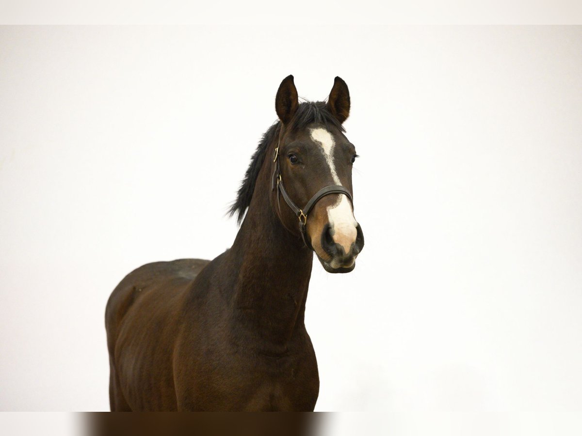 Studbook européen anglo Étalon 2 Ans 161 cm Bai in Waddinxveen