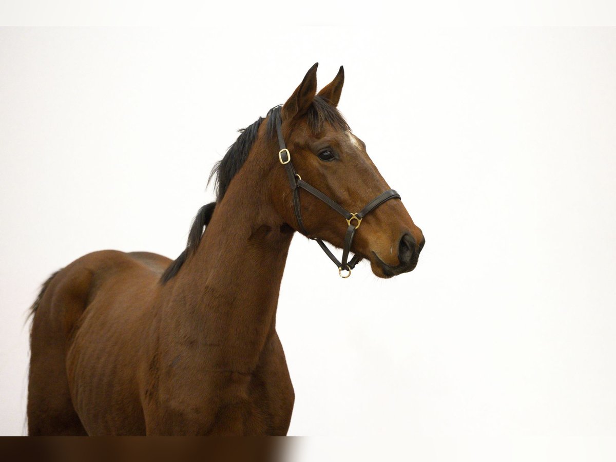 Studbook européen anglo Étalon 2 Ans 163 cm Bai in Waddinxveen