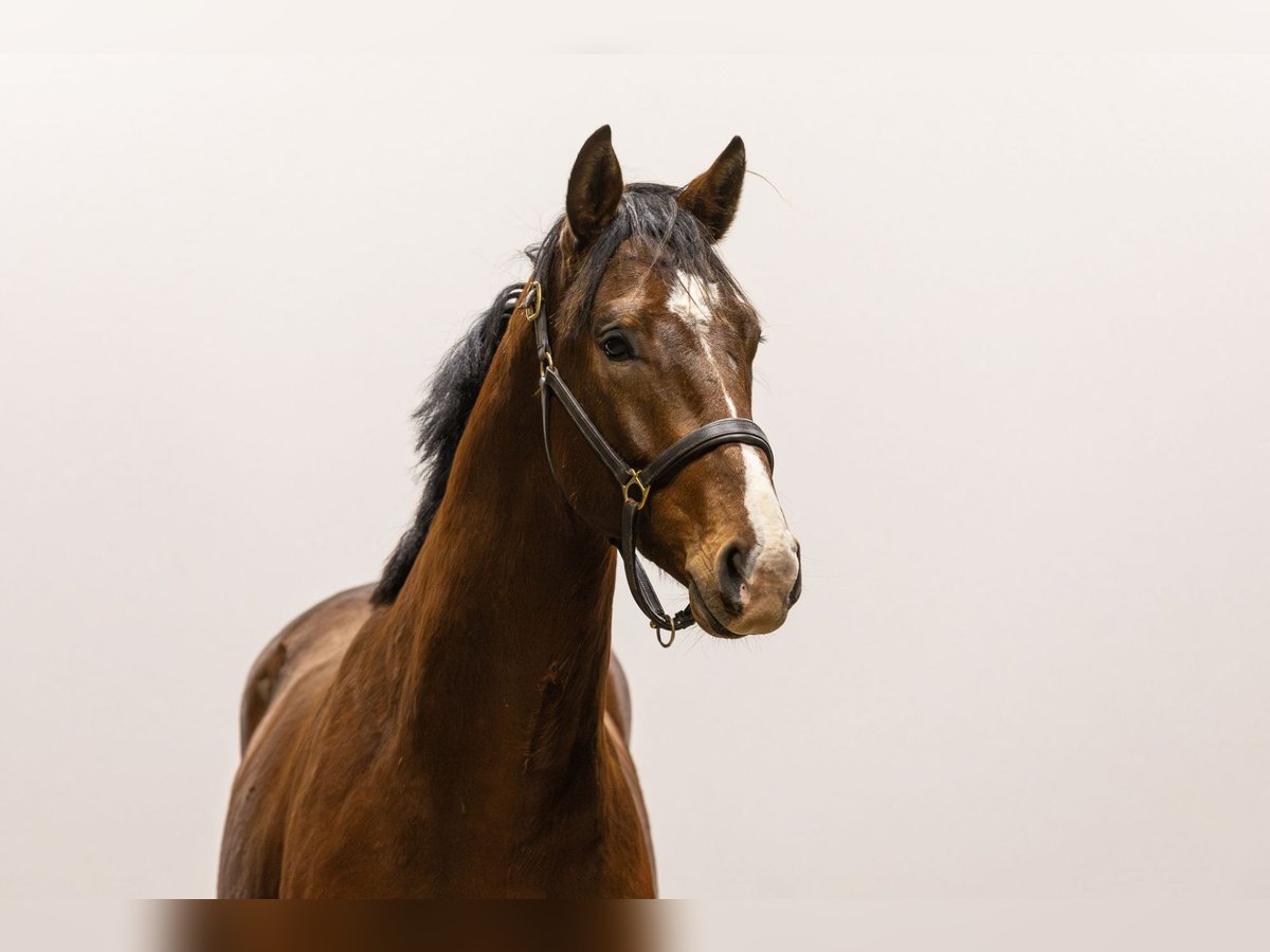 Studbook européen anglo Étalon 3 Ans 162 cm Bai in Waddinxveen