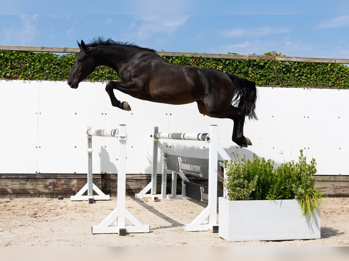 Studbook européen anglo Étalon 3 Ans 166 cm Bai brun in Waddinxveen
