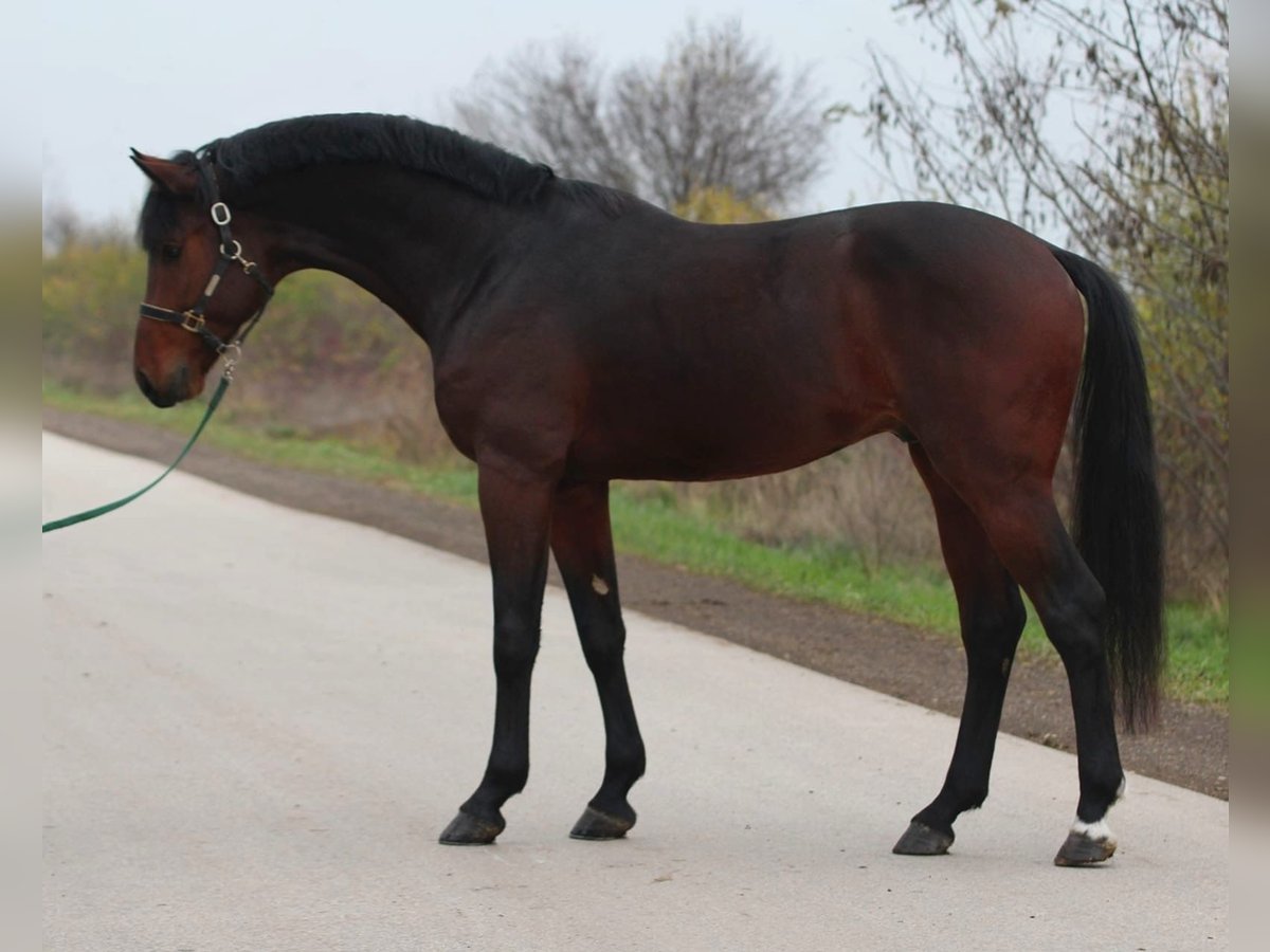 Studbook européen anglo Étalon 3 Ans 170 cm Bai in Halbenrain