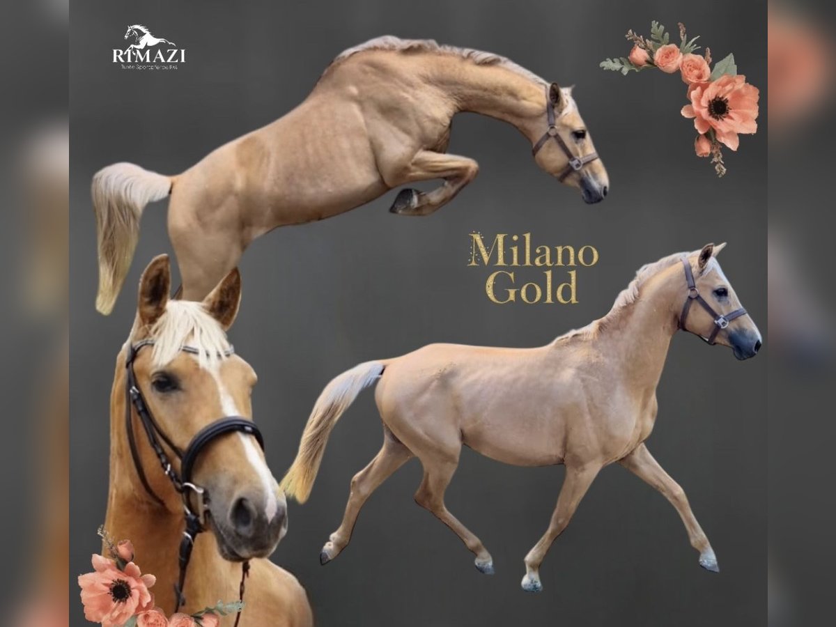 Studbook européen anglo Étalon Palomino in Gr&#xFC;ndau