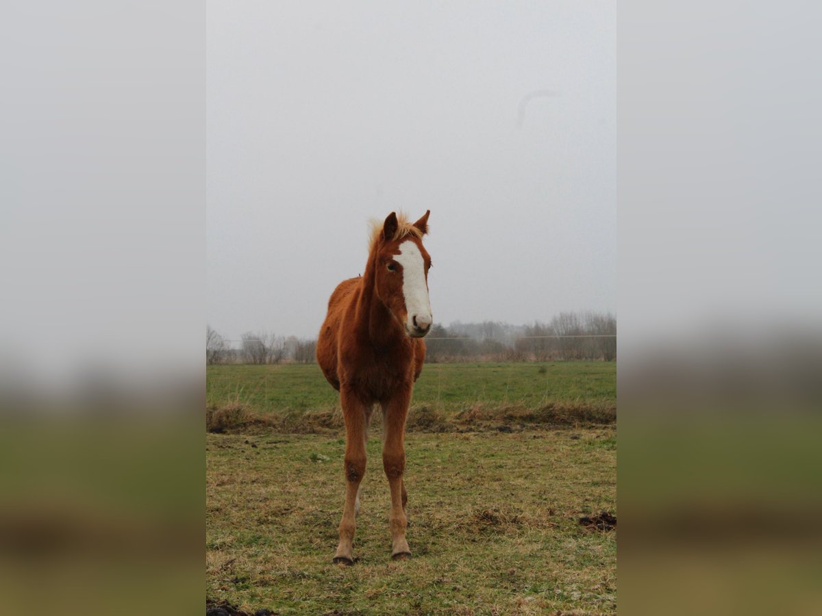 Studbook européen anglo Étalon Poulain (06/2025) 128 cm Alezan in Romanowo G&#xF3;rne