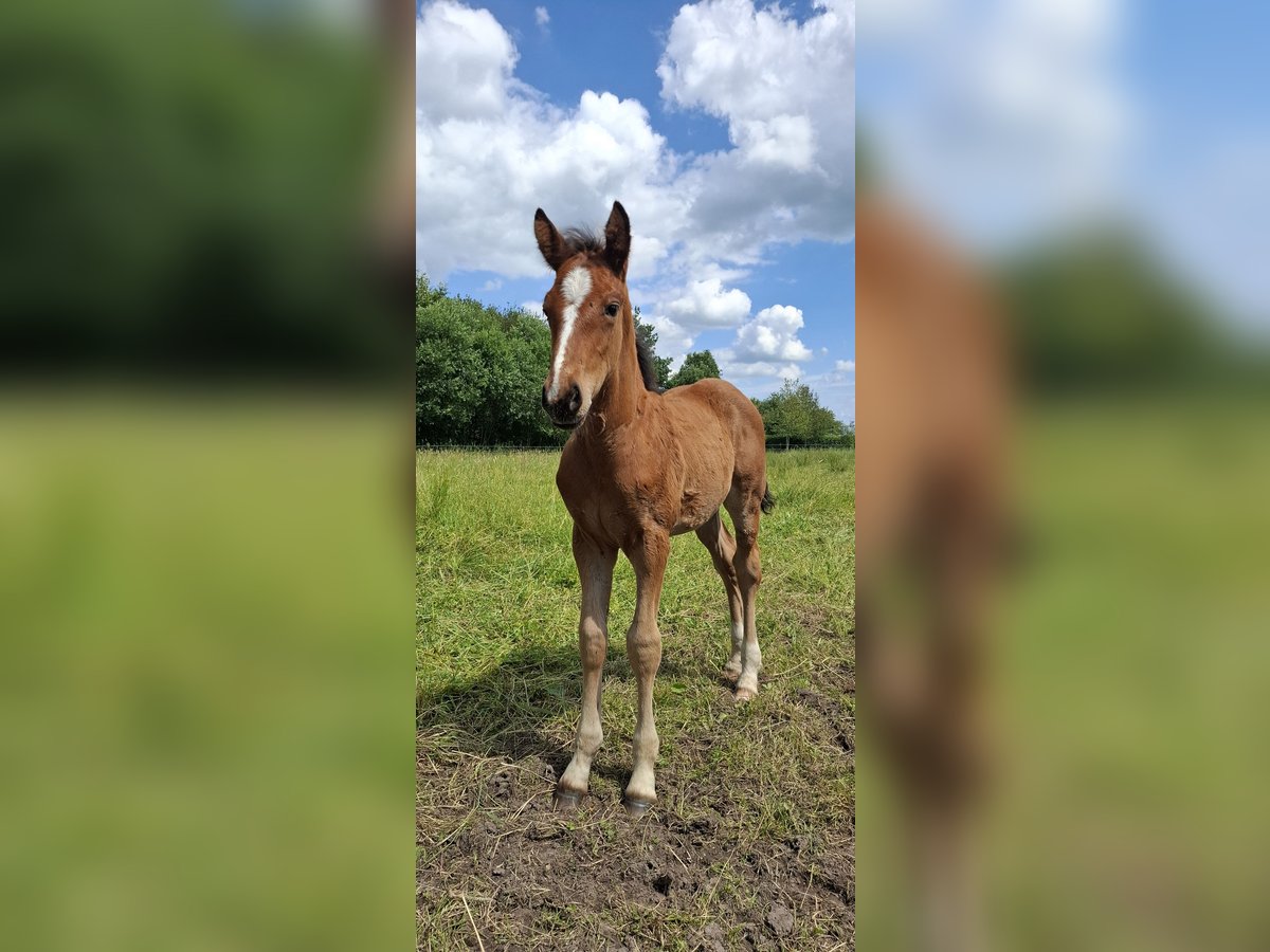 Studbook européen anglo Étalon Poulain (05/2024) 160 cm Bai clair in Hoogeveen