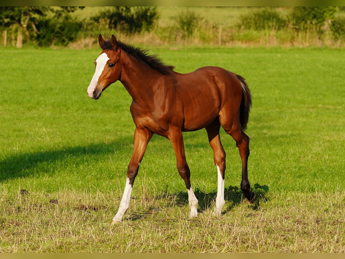 Studbook européen anglo Étalon Poulain (04/2024) Bai cerise in Northwich, Cheshire