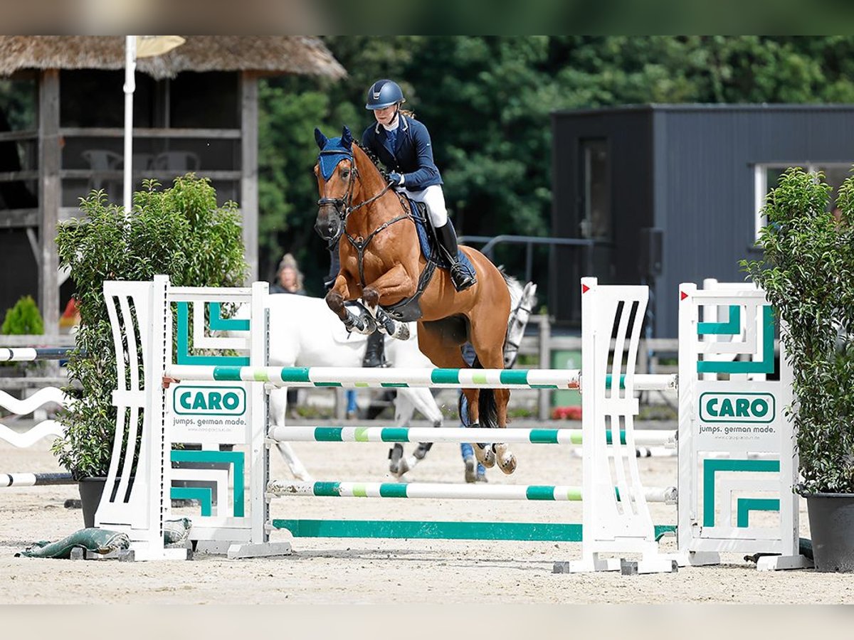 Studbook européen anglo Hongre 11 Ans 164 cm Bai in Wierden