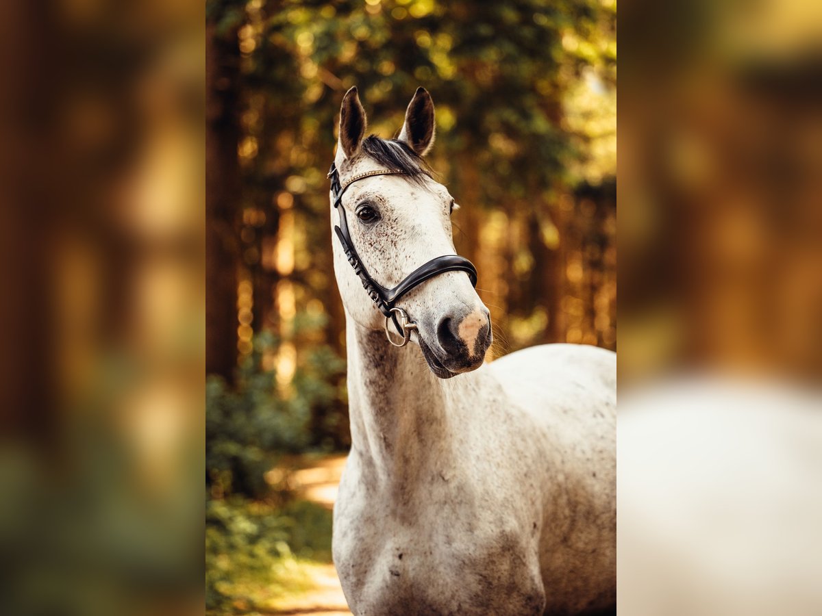 Studbook européen anglo Hongre 11 Ans 165 cm Gris pommelé in Haslau